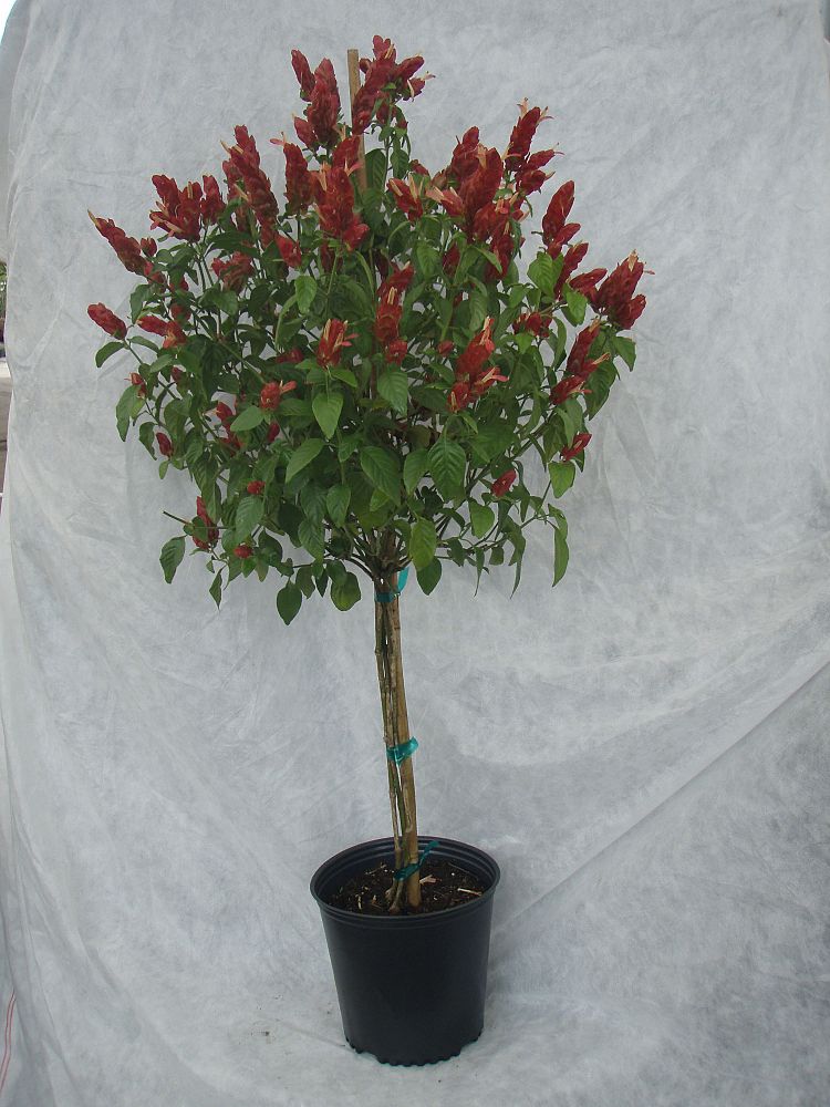 justicia-brandegeana-red-pincone-shrimp-plant