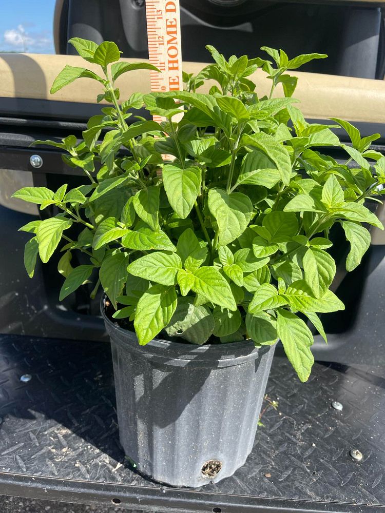 justicia-brandegeana-red-pincone-shrimp-plant