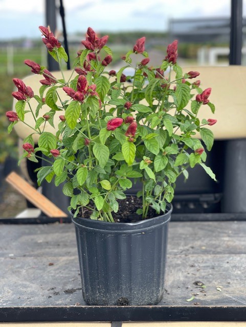 justicia-brandegeana-red-pincone-shrimp-plant