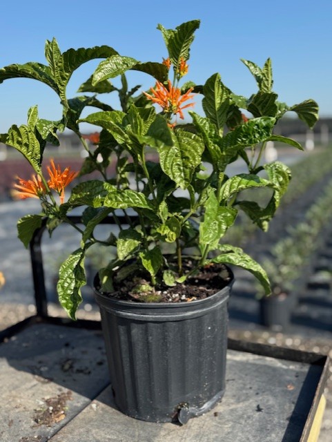 justicia-brandegeana-red-pincone-shrimp-plant