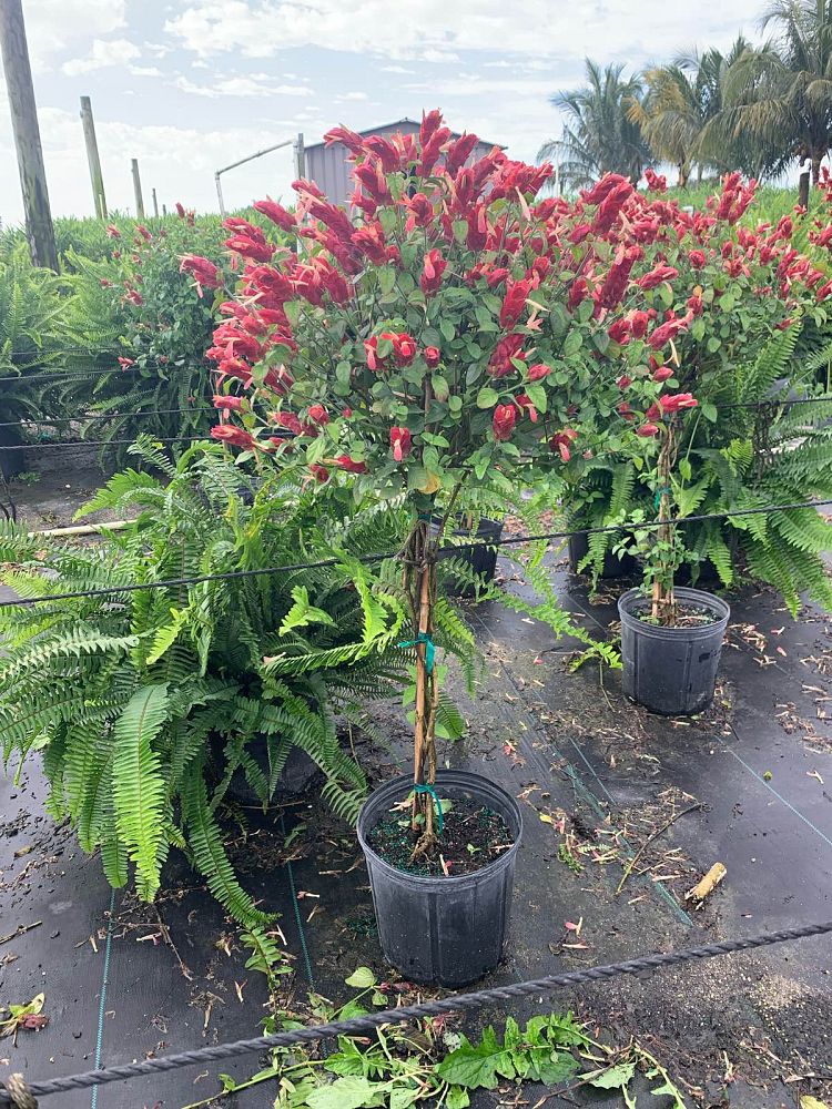 justicia-brandegeana-red-pincone-shrimp-plant