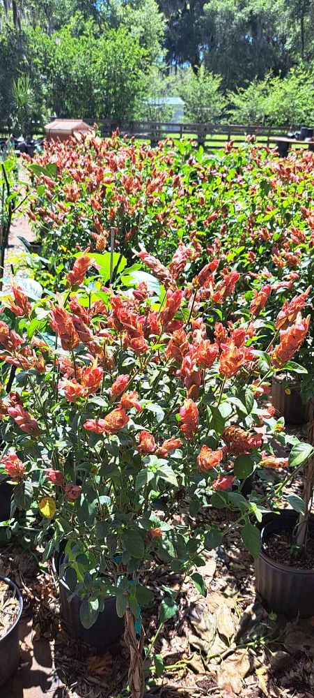 justicia-brandegeana-red-pincone-shrimp-plant