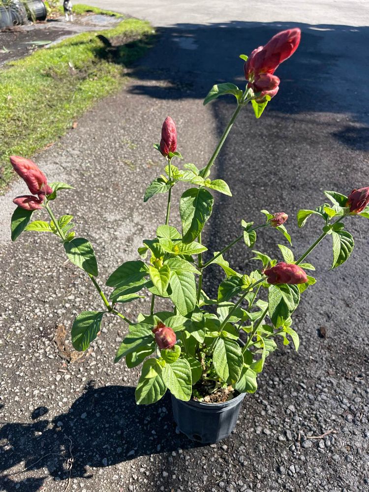 justicia-brandegeana-red-pincone-shrimp-plant