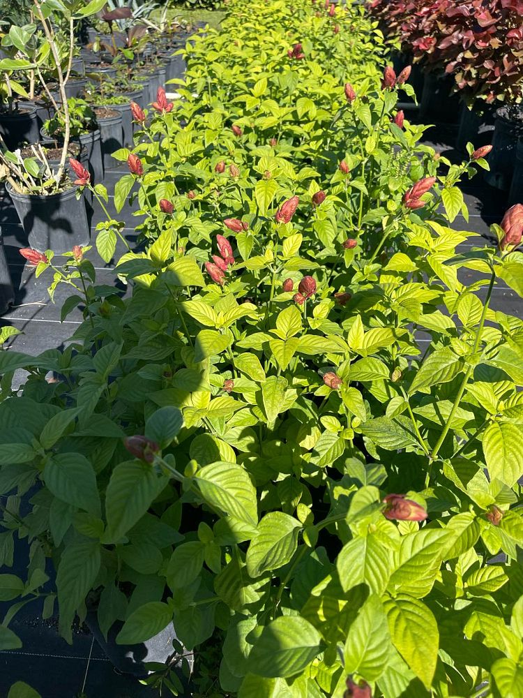 justicia-brandegeana-red-pincone-shrimp-plant