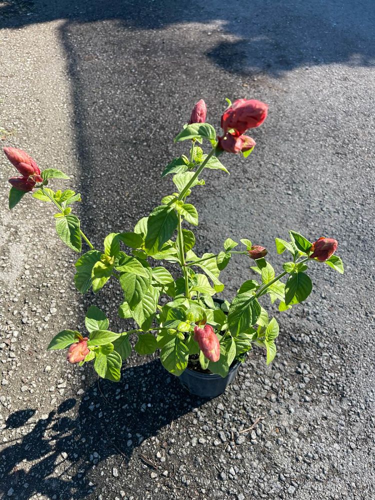 justicia-brandegeana-red-pincone-shrimp-plant
