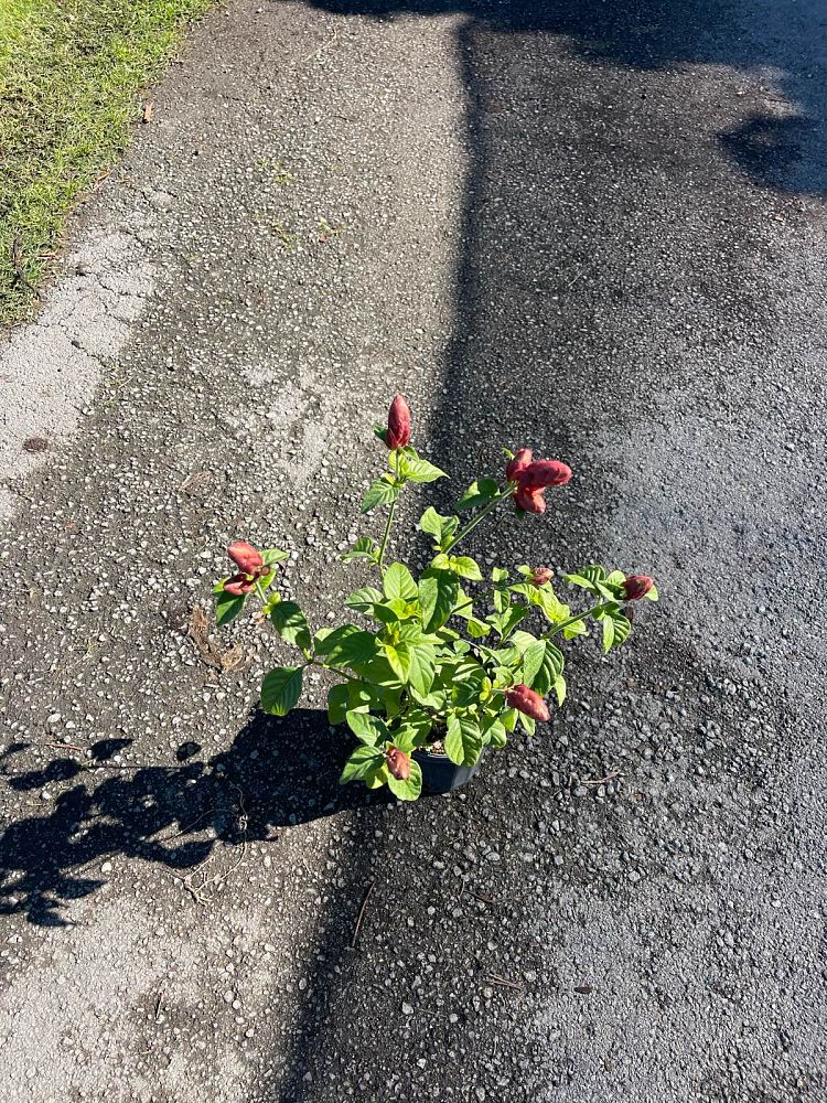 justicia-brandegeana-red-pincone-shrimp-plant