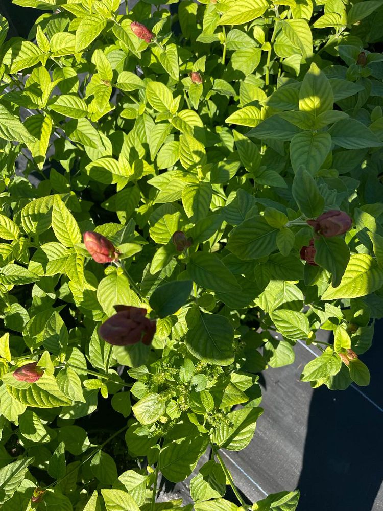 justicia-brandegeana-red-pincone-shrimp-plant