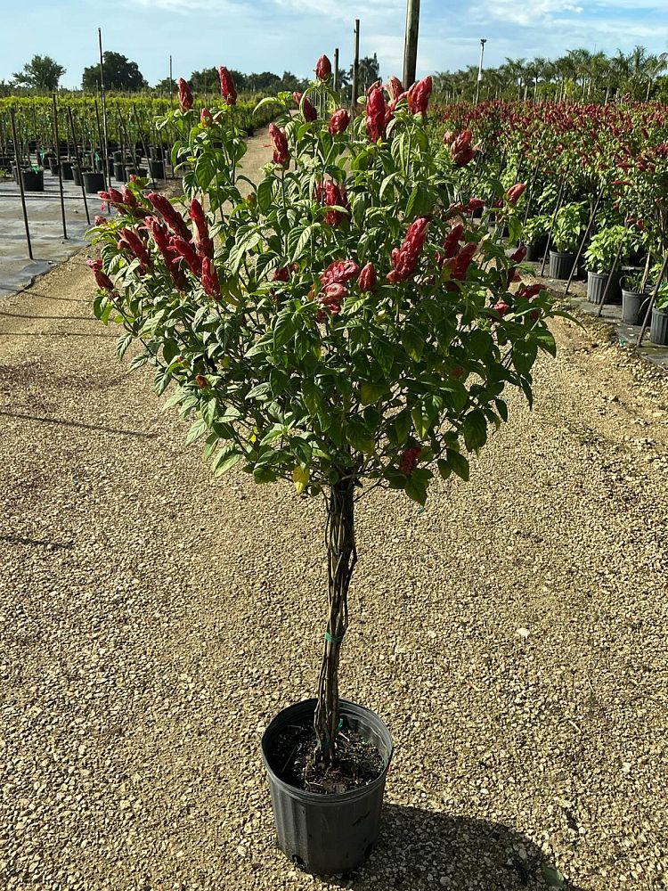 justicia-brandegeana-red-pincone-shrimp-plant