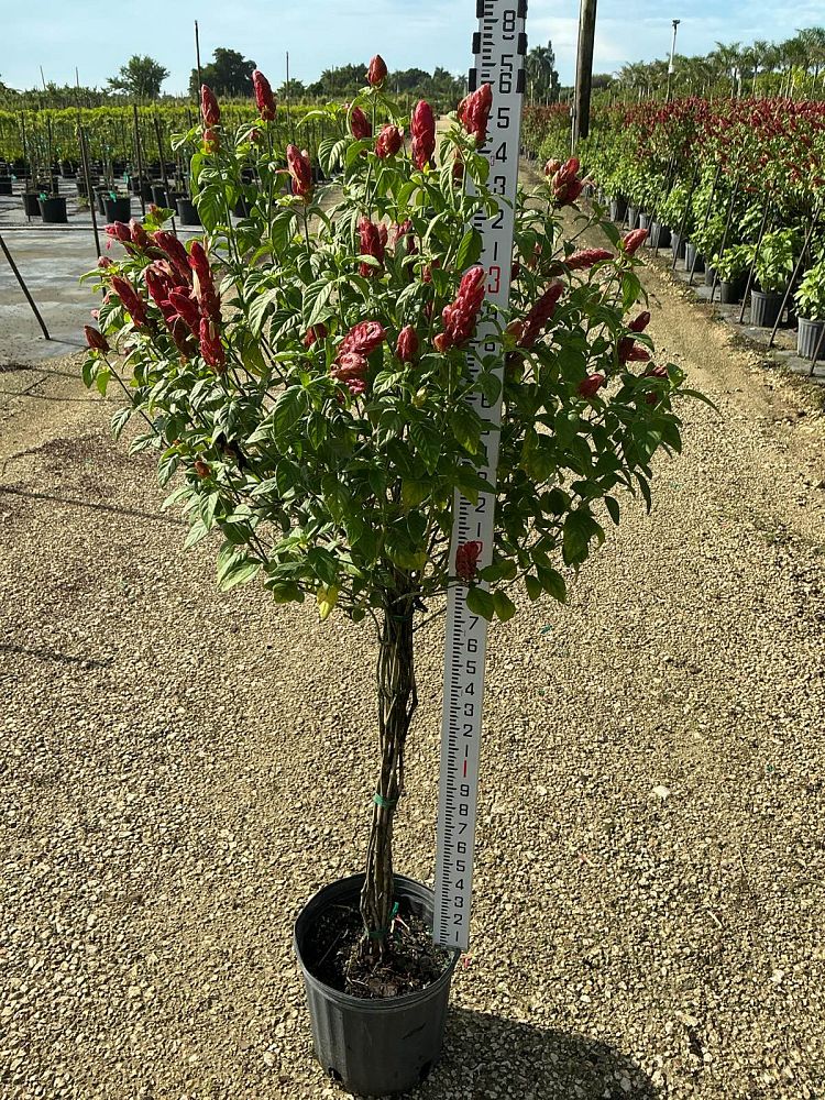 justicia-brandegeana-red-pincone-shrimp-plant