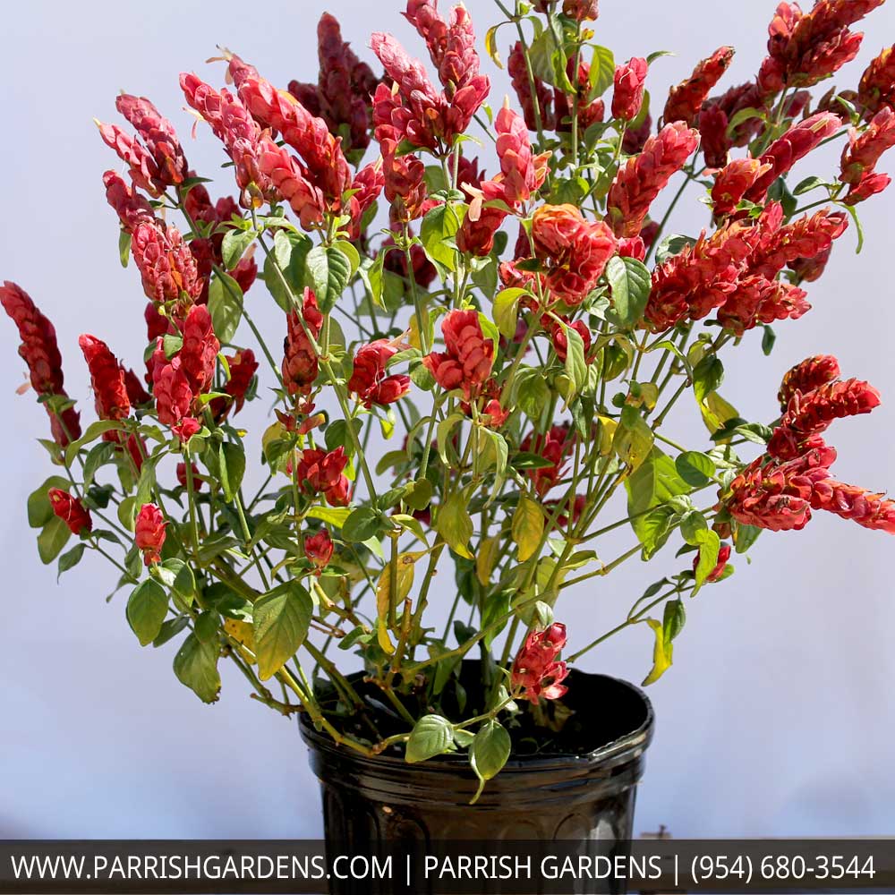 justicia-brandegeana-red-shrimp-plant-beloperone-guttata
