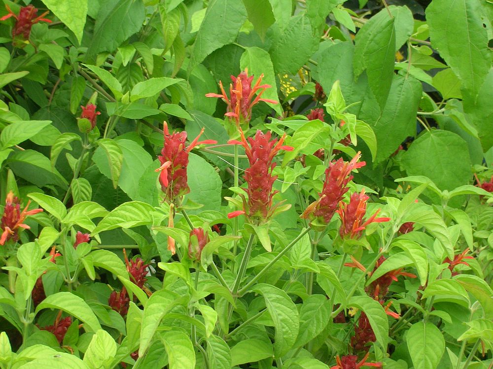 justicia-brandegeana-red-shrimp-plant-beloperone-guttata
