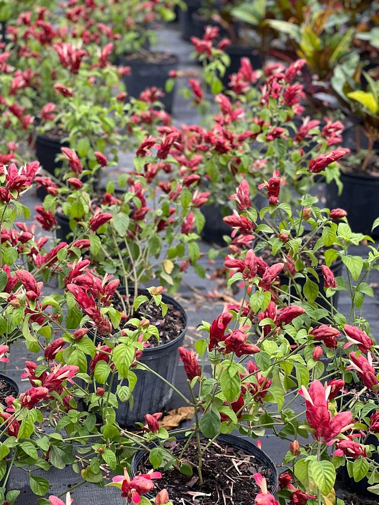 justicia-brandegeana-red-shrimp-plant-beloperone-guttata