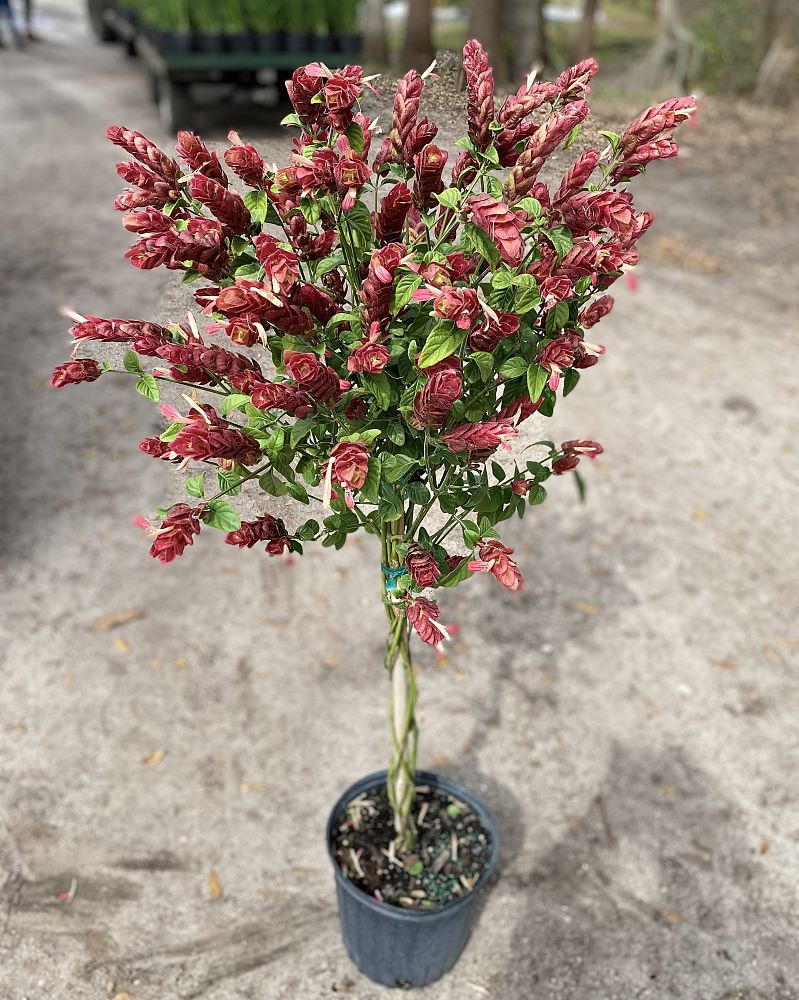justicia-brandegeana-red-shrimp-plant-beloperone-guttata