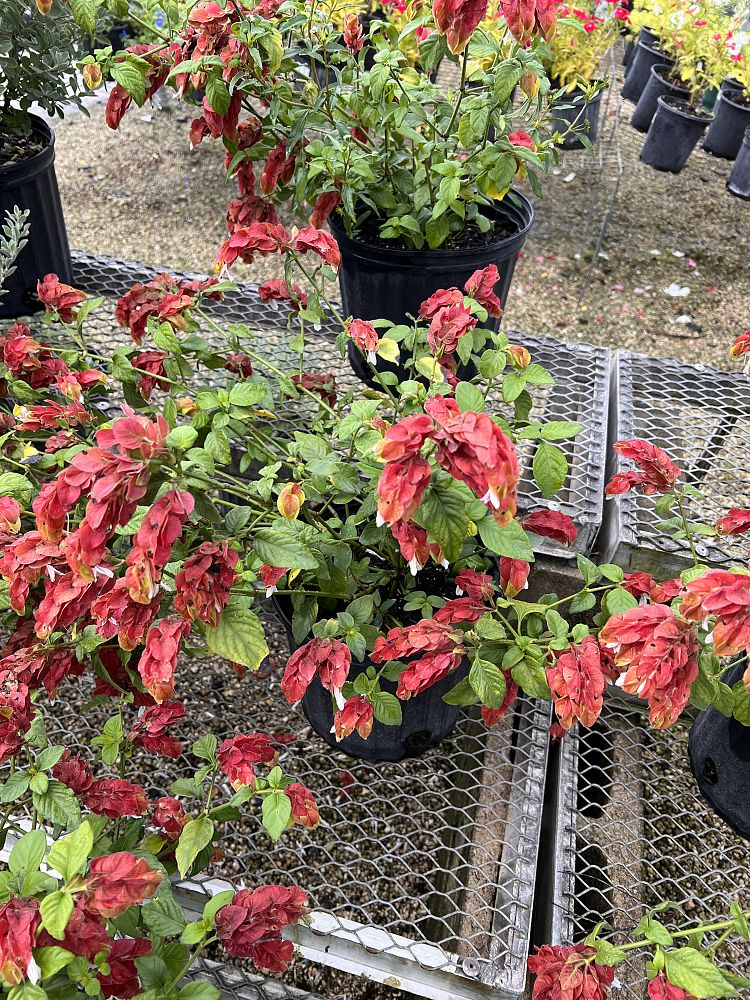 justicia-brandegeana-red-shrimp-plant-beloperone-guttata