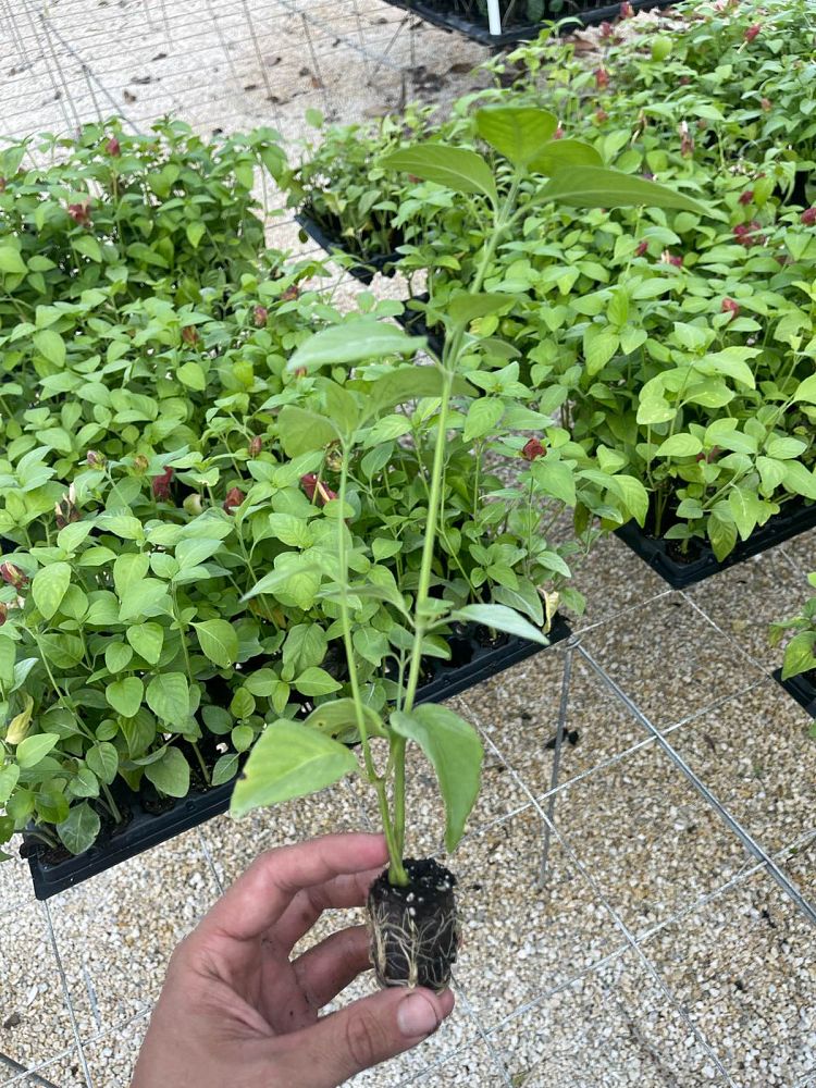 justicia-brandegeana-red-shrimp-plant-beloperone-guttata