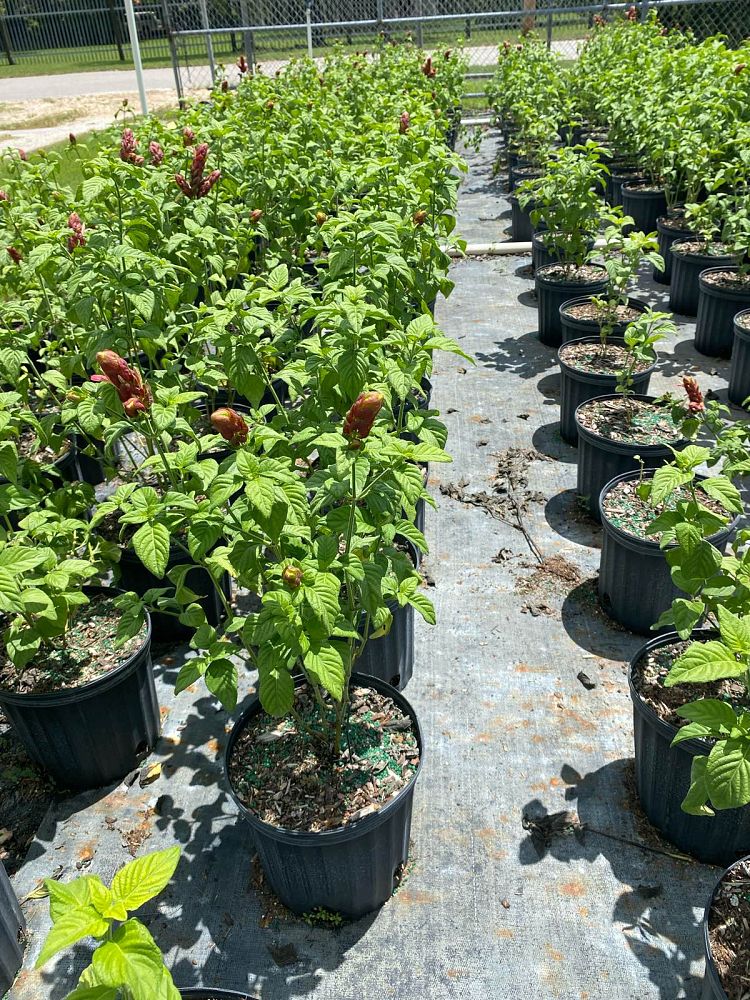 justicia-brandegeana-red-shrimp-plant-beloperone-guttata