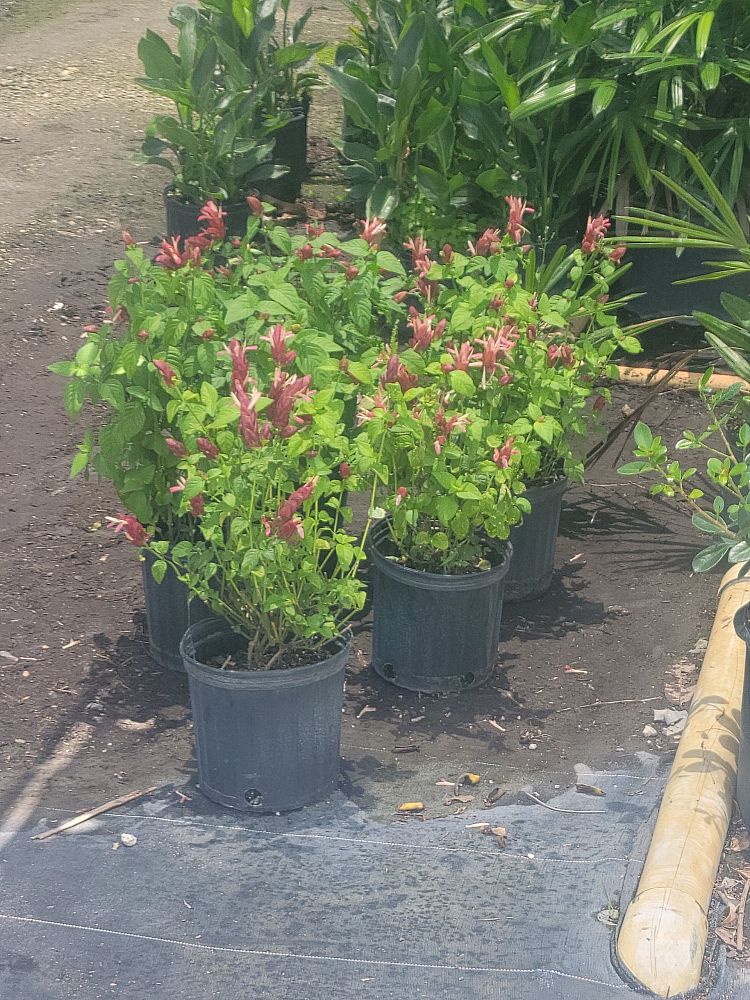 justicia-brandegeana-red-shrimp-plant-beloperone-guttata