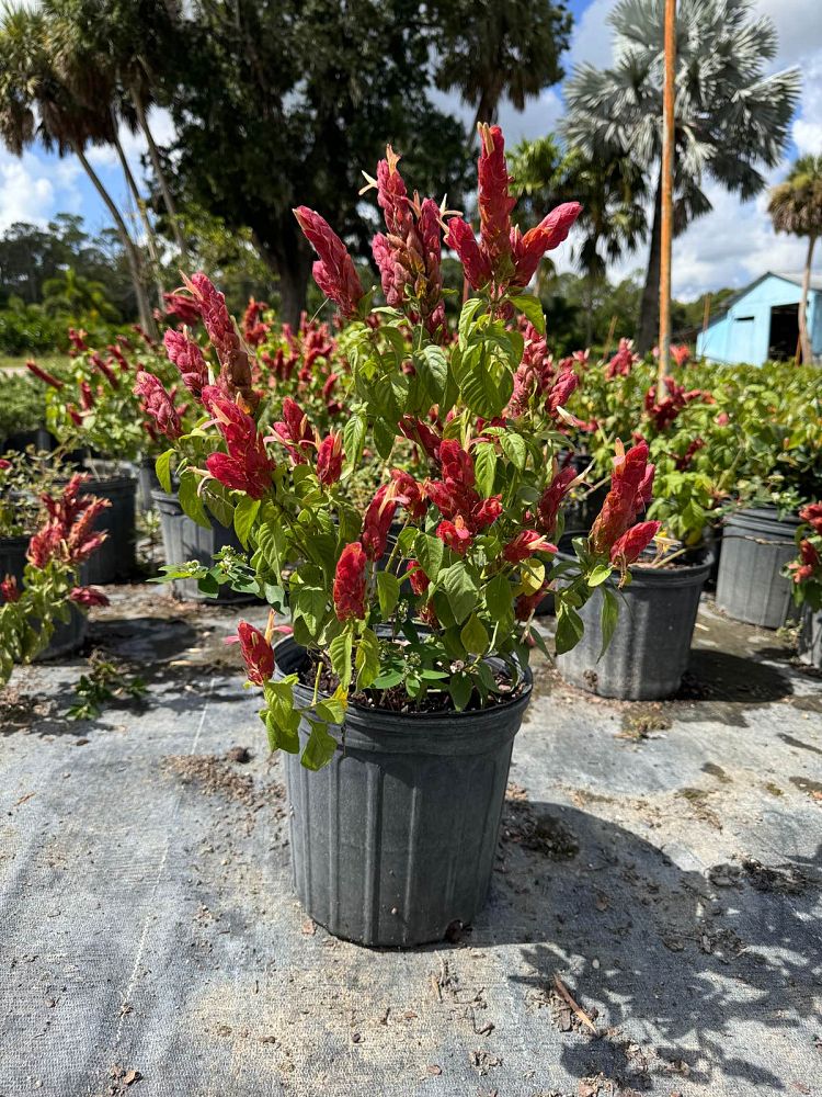 justicia-brandegeana-red-shrimp-plant-beloperone-guttata