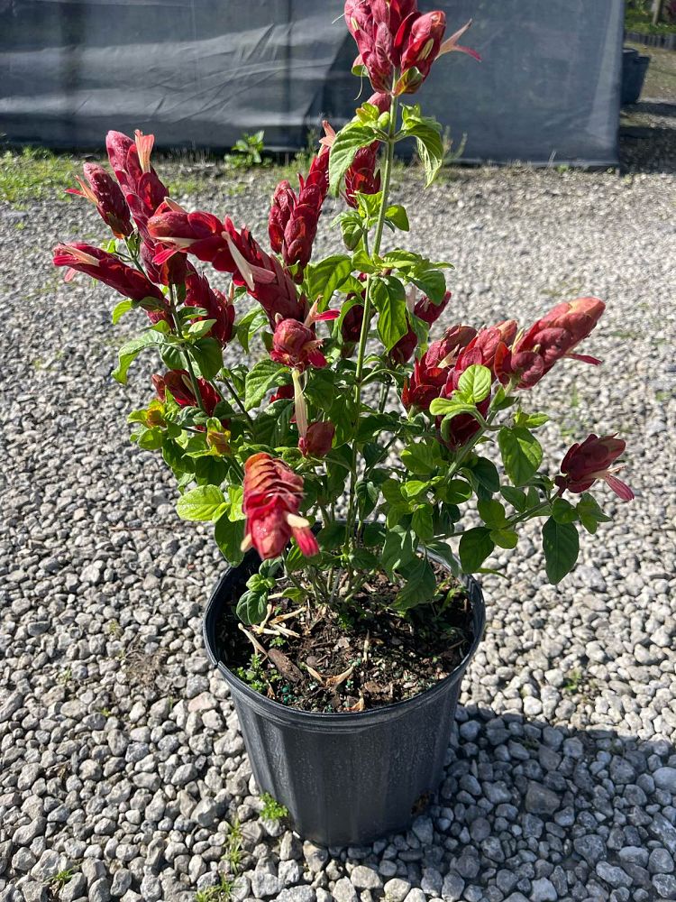 justicia-brandegeana-red-shrimp-plant-beloperone-guttata