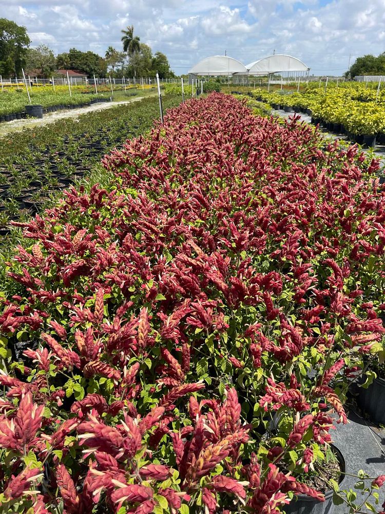 justicia-brandegeana-red-shrimp-plant-beloperone-guttata