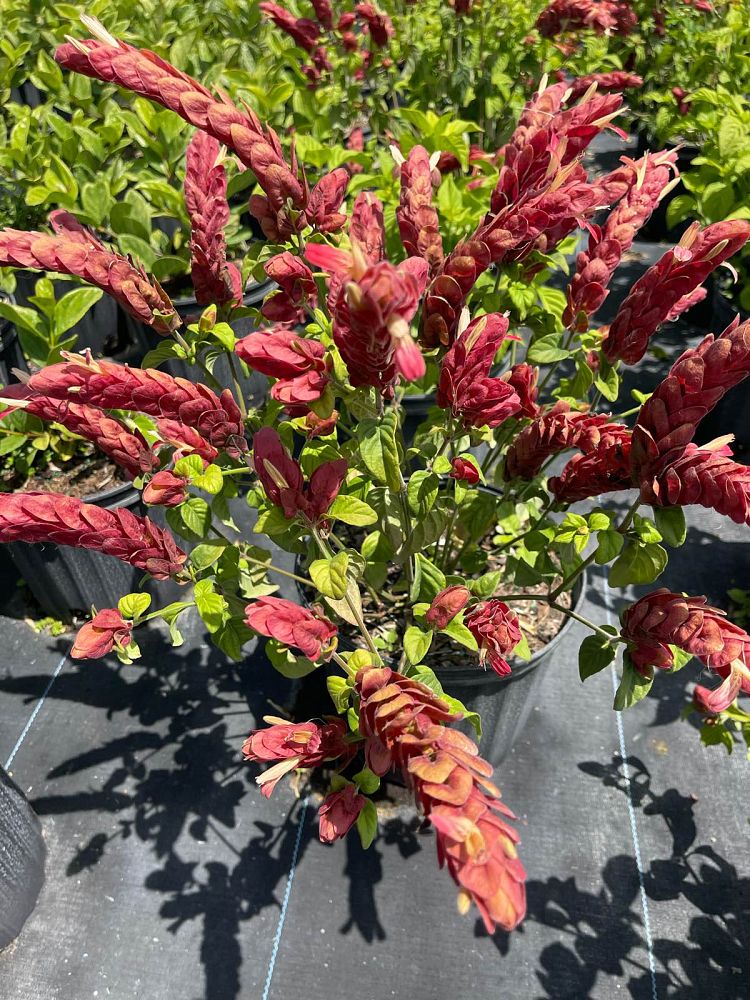 justicia-brandegeana-red-shrimp-plant-beloperone-guttata