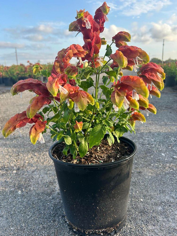 justicia-brandegeana-red-shrimp-plant-beloperone-guttata