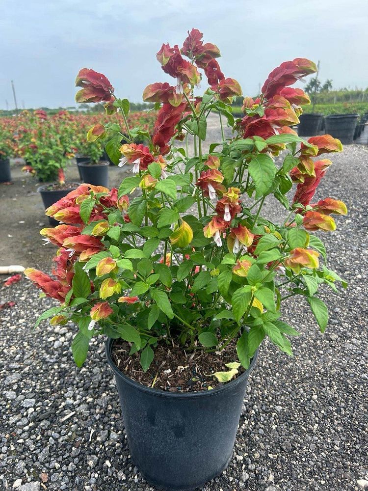 justicia-brandegeana-red-shrimp-plant-beloperone-guttata