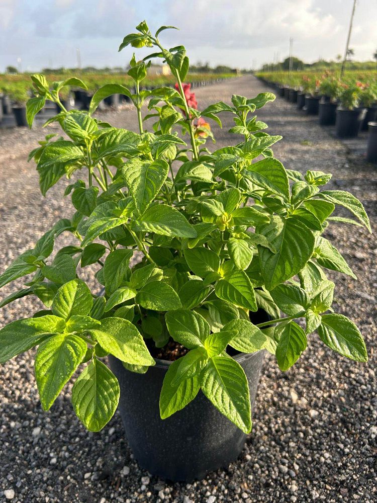 justicia-brandegeana-red-shrimp-plant-beloperone-guttata