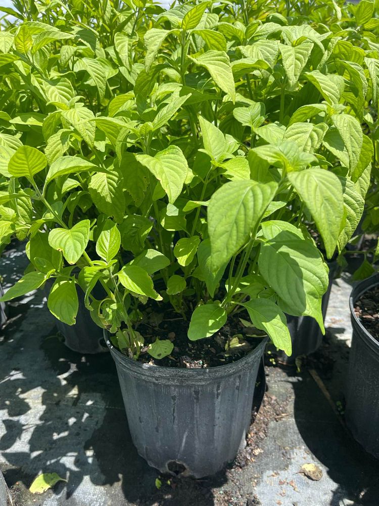 justicia-brandegeana-red-shrimp-plant-beloperone-guttata