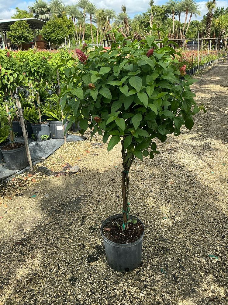 justicia-brandegeana-red-shrimp-plant-beloperone-guttata