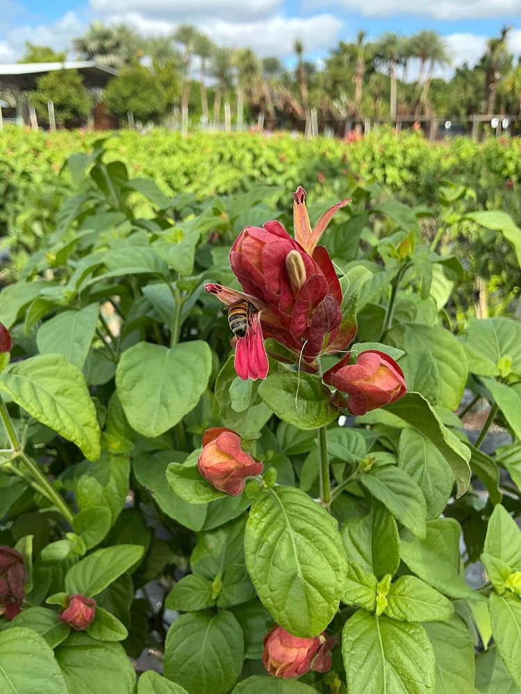 justicia-brandegeana-red-shrimp-plant-beloperone-guttata