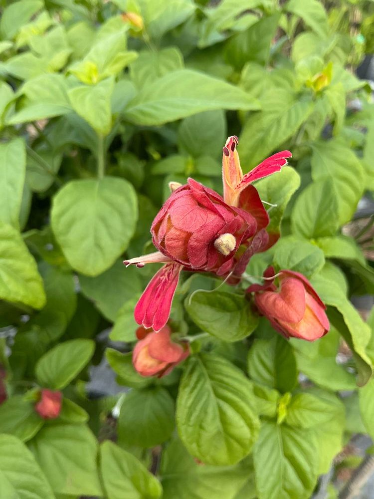 justicia-brandegeana-red-shrimp-plant-beloperone-guttata