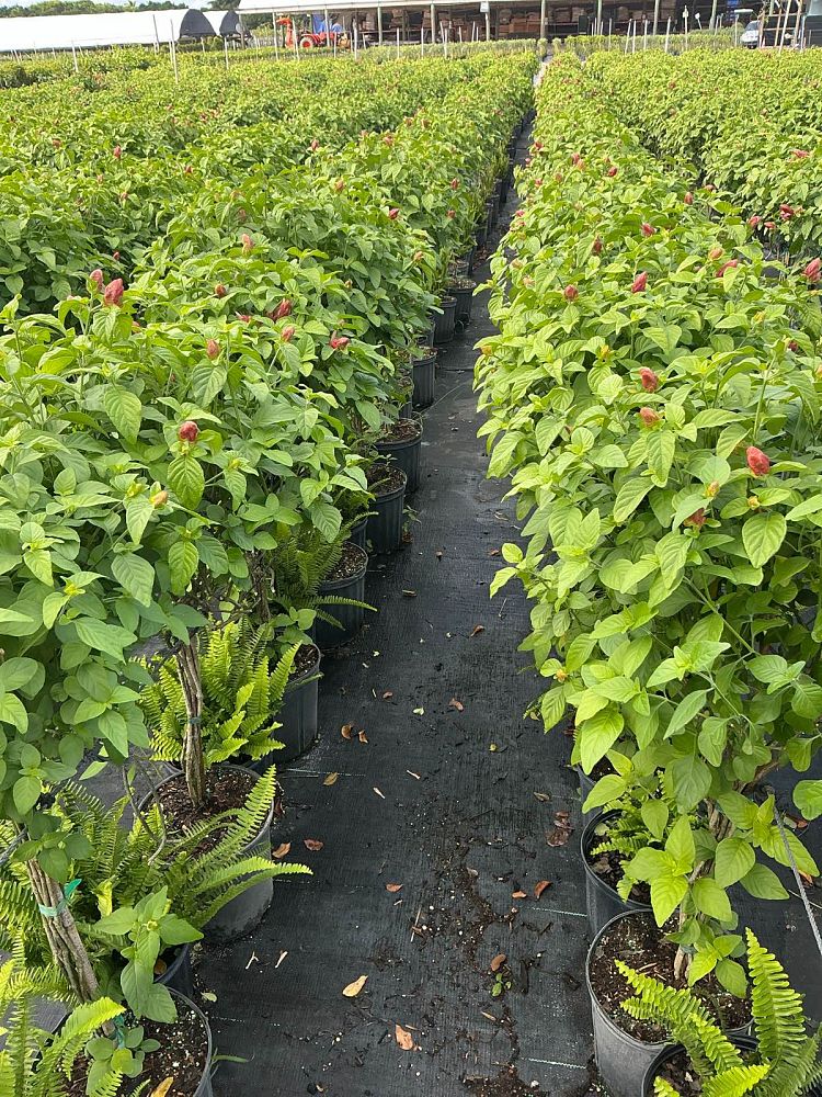 justicia-brandegeana-red-shrimp-plant-beloperone-guttata