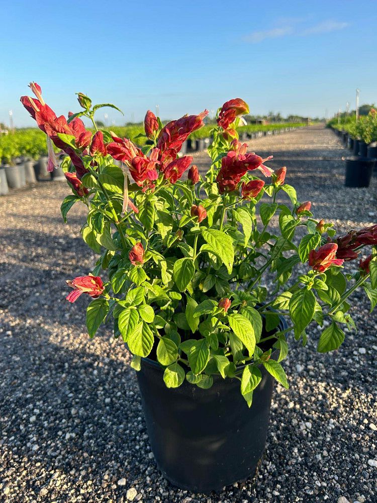 justicia-brandegeana-red-shrimp-plant-beloperone-guttata
