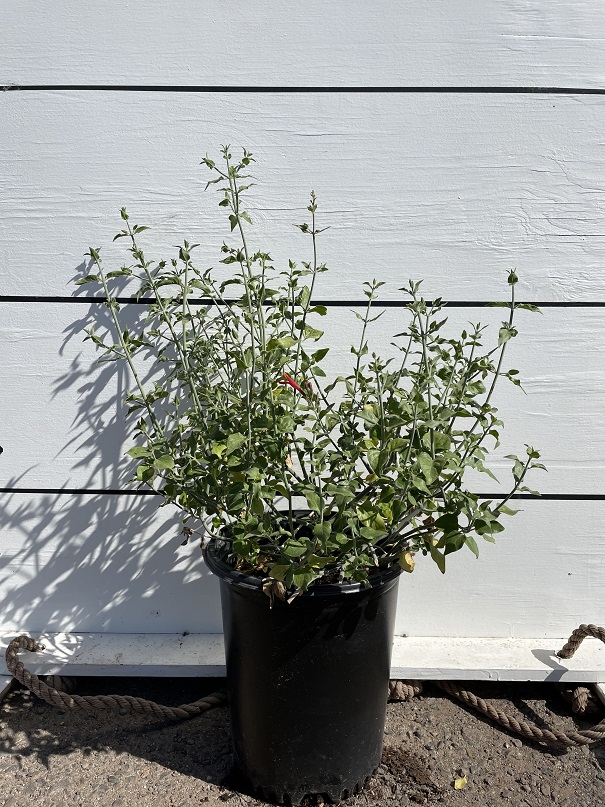 justicia-californica-chuperosa-hummingbird-bush-chuparosa