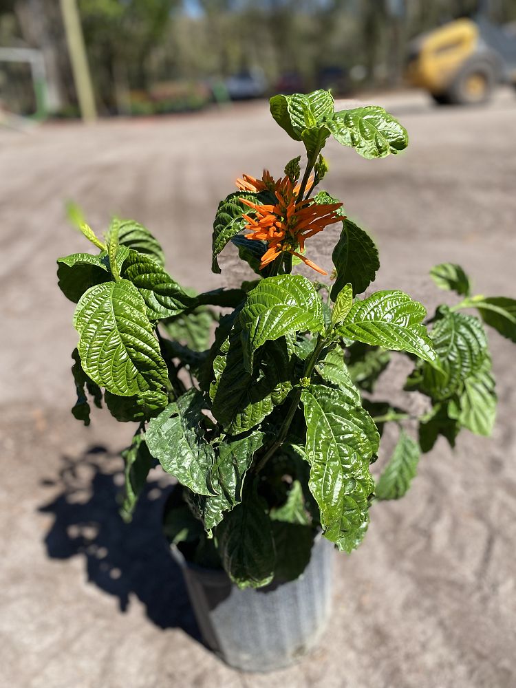 justicia-chrysostephana-orange-flame-orange-flame-justicia