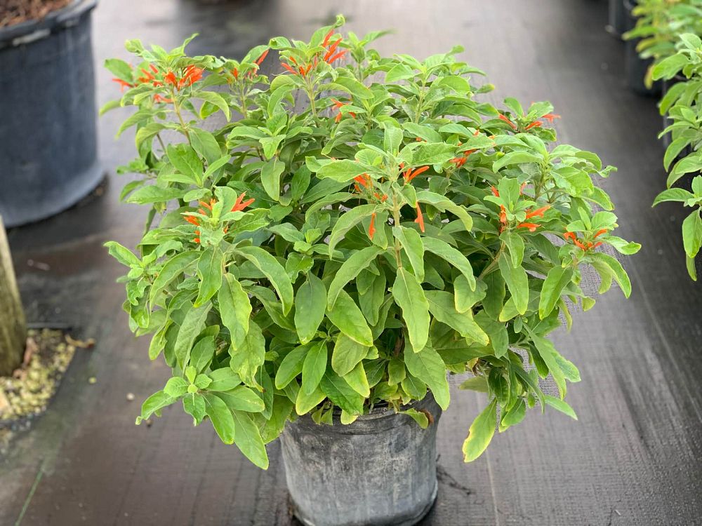 justicia-corumbensis-orange-justicia-summer-sun-justicia