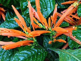 justicia-spicigera-mexican-honeysuckle-orange-plume-justicia-ghiesbreghtiana