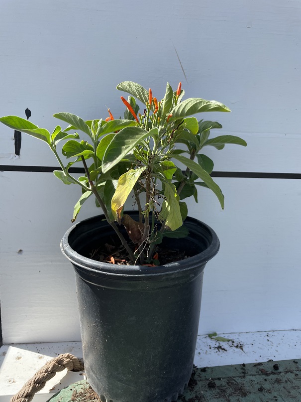 justicia-spicigera-mexican-honeysuckle-orange-plume-justicia-ghiesbreghtiana