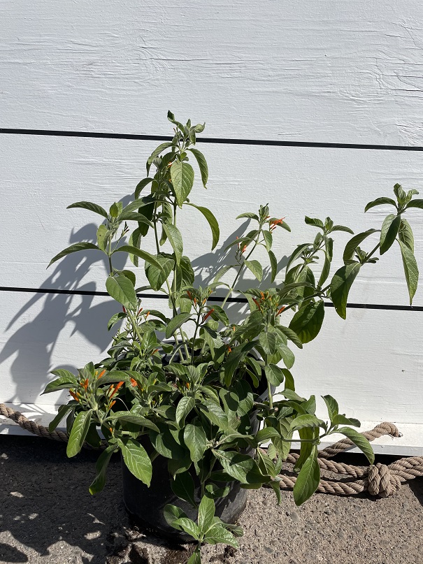 justicia-spicigera-mexican-honeysuckle-orange-plume-justicia-ghiesbreghtiana