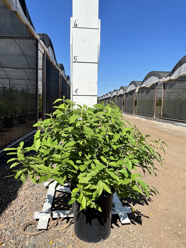 justicia-spicigera-mexican-honeysuckle-orange-plume-justicia-ghiesbreghtiana