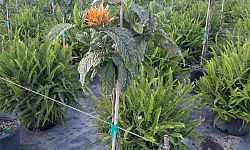 justicia-spicigera-mexican-honeysuckle-orange-plume-justicia-ghiesbreghtiana