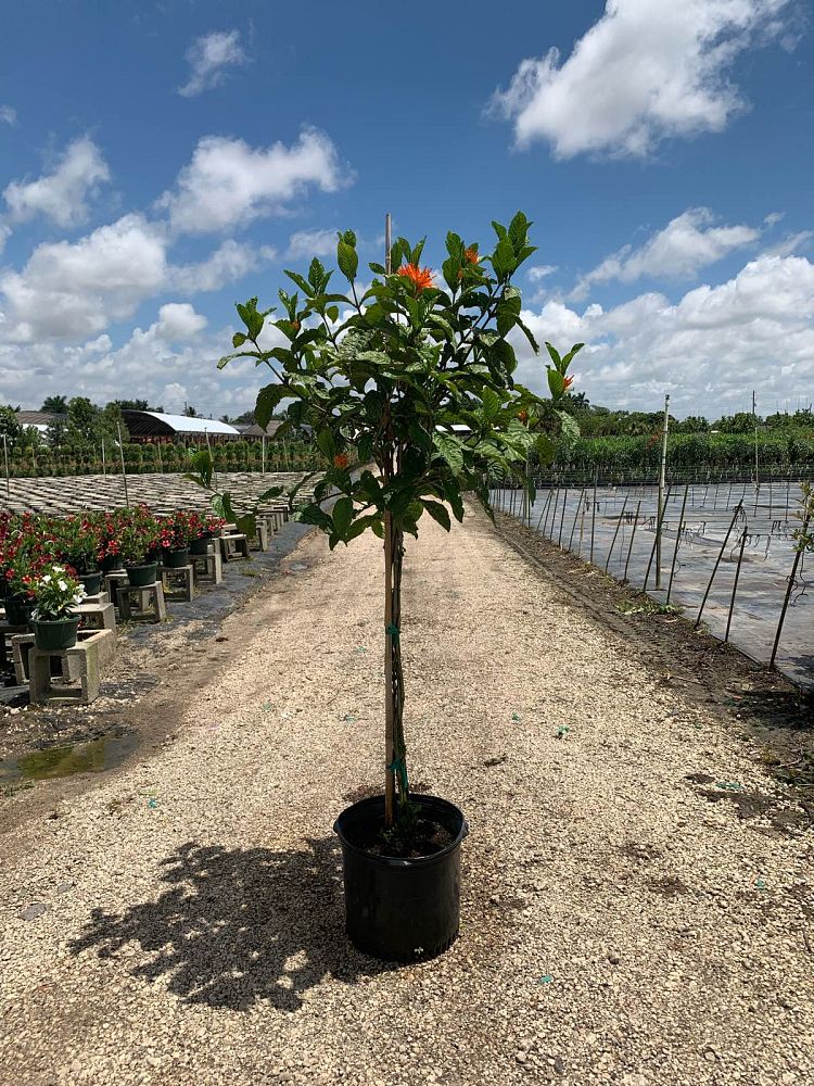 justicia-spicigera-mexican-honeysuckle-orange-plume-justicia-ghiesbreghtiana