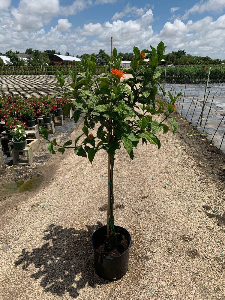 justicia-spicigera-mexican-honeysuckle-orange-plume-justicia-ghiesbreghtiana