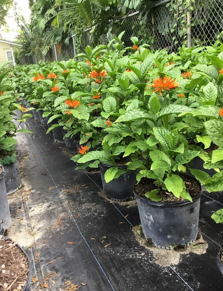 justicia-spicigera-mexican-honeysuckle-orange-plume-justicia-ghiesbreghtiana