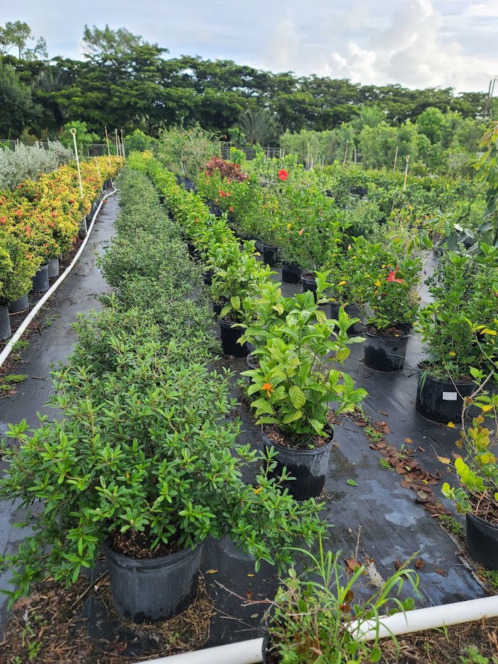 justicia-spicigera-mexican-honeysuckle-orange-plume-justicia-ghiesbreghtiana