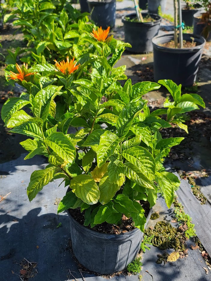 justicia-spicigera-mexican-honeysuckle-orange-plume-justicia-ghiesbreghtiana