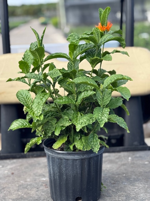justicia-spicigera-mexican-honeysuckle-orange-plume-justicia-ghiesbreghtiana