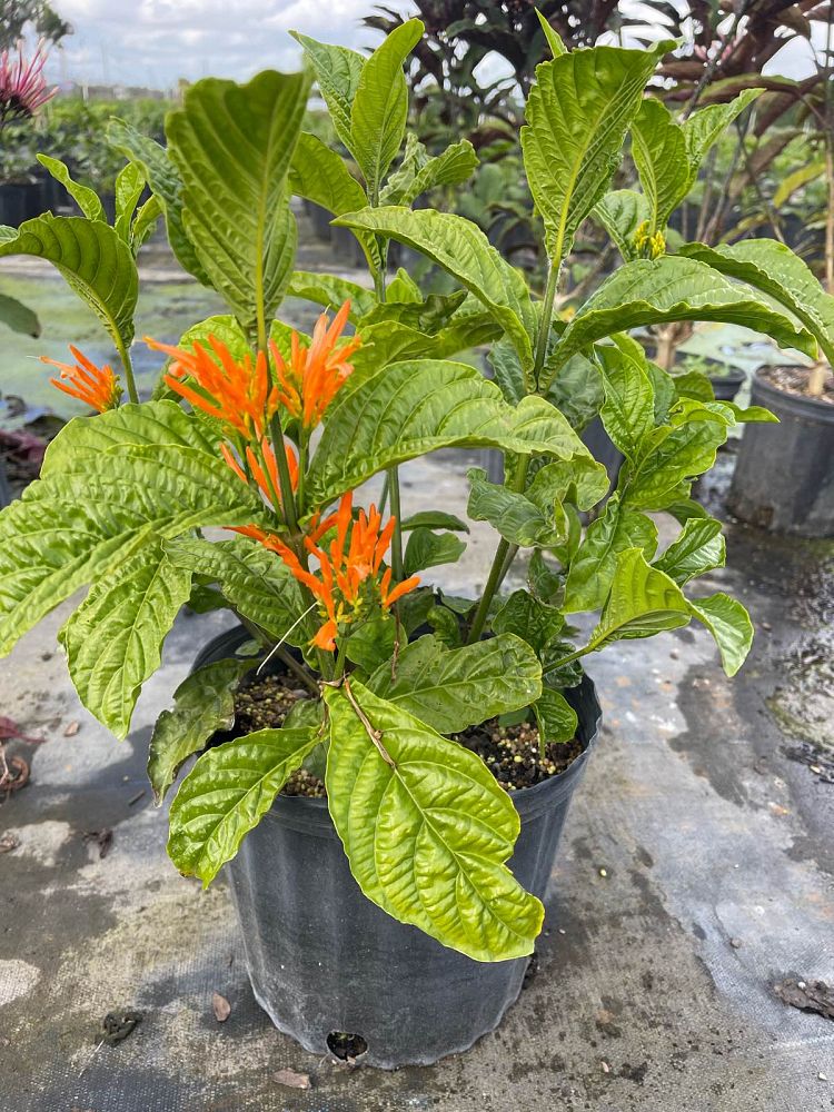 justicia-spicigera-mexican-honeysuckle-orange-plume-justicia-ghiesbreghtiana