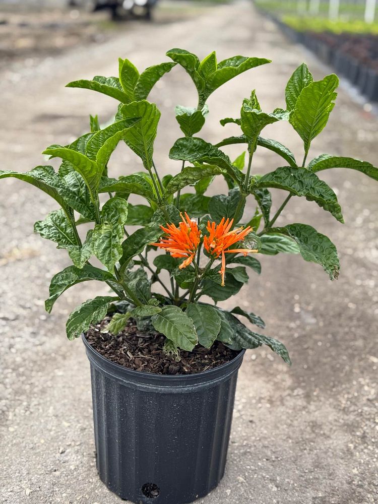 justicia-spicigera-mexican-honeysuckle-orange-plume-justicia-ghiesbreghtiana